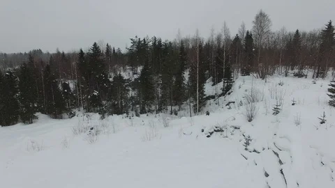 Flight above snow-covered glade towards pines and firs in cloudy day. Stock Footage 92853743