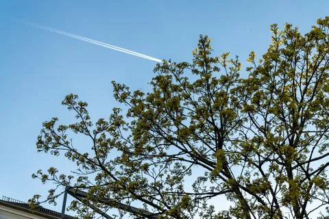 Flight Above Spring Branches Stock-Fotos