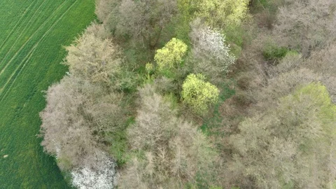 Flight above spring tree lane with flowering and sprouting broadleaf trees Stock Footage 128341651