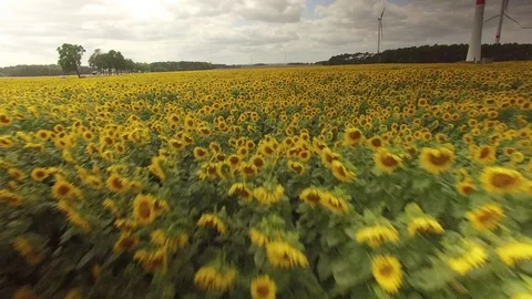 Flight above a sunflower field Stock Footage 80448162