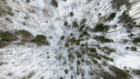 Flight above tops of trees without leaves, pines, spruces and firs Stock Footage 92858625