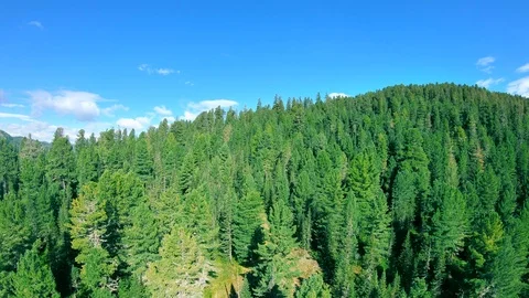 Flight above the tree tops and forest road Stock Footage 121696271
