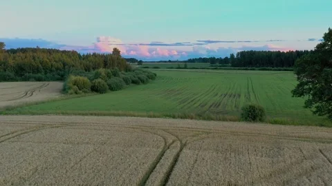 Flight Above Wheat Fields Stock Footage 250357167