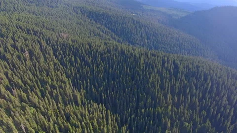 Flight above wild forest in mountain ridge Stock Footage 79993731