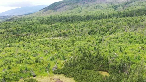 Flight above windstorm damaged forest toward mountain blind lake Stock Footage 114297994