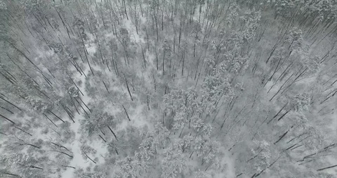 Flight above winter forest. 4K Stock Footage 87120656