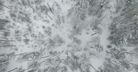 Flight above winter forest. 4K Stock Footage 87120677