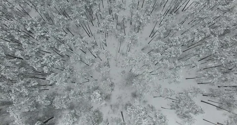 Flight above winter forest. 4K Stock Footage 87453882