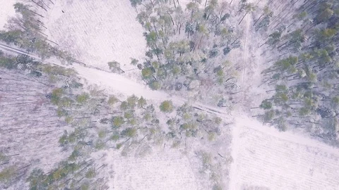 Flight above winter forest and herd of black birds. 库存影片 99939425