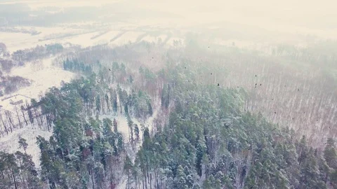 Flight above winter forest and herd of black birds. Stock Footage 99939708