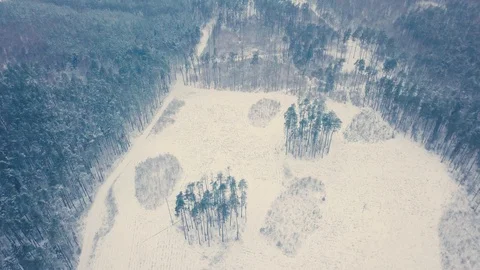 Flight above winter forest.  Stock Footage 100920013