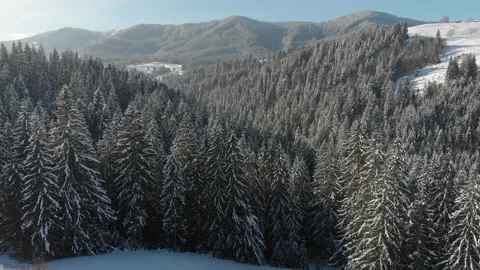 Flight above Winter Forest Nature Snow Covered Frosty Trees Alpine Landscape 4k Stock Footage 221789232