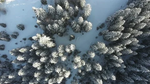 Flight above Winter Forest Nature Snow Covered Frosty Trees Alpine Landscape 4k Stock Footage 221789784