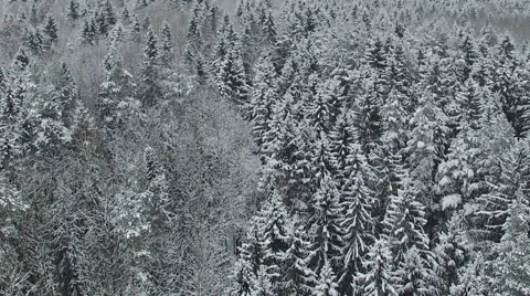 Flight above winter forest on the north, aerial view. Video stock 67679208