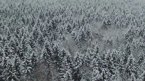 Flight above winter forest on the north, aerial view. 動画素材 67679634