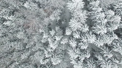 Flight above winter forest on the north, aerial top view. 動画素材 67679814