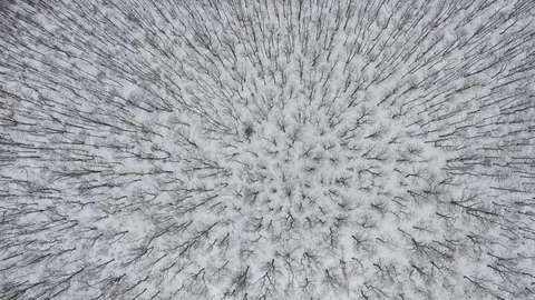 Flight above winter forest on the north, aerial top view HD Stock-Footage 79556912