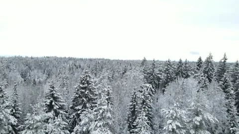 Flight above winter forest with snow covered forest. Stock Footage 168570843