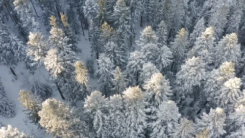 Flight above winter forest, top view Stock Footage 123839721