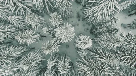 Flight above winter forest while snowing, top view 動画素材 165136959