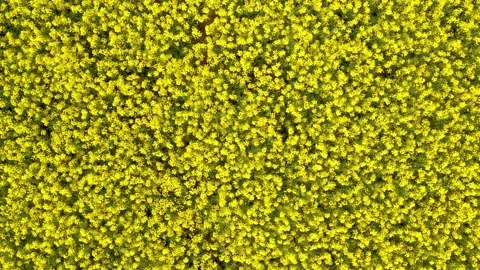 Flight above yellow colza field, summer agriculture landscape Stock Footage 166345600