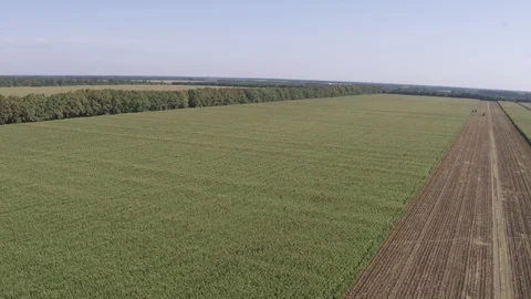 Flight across corn field Vídeos de archivo 123777733
