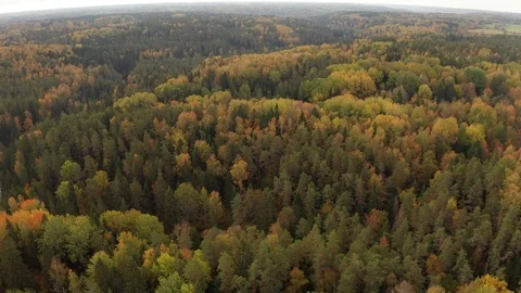 Flight across the forest and the river in the early autumn Stock Footage 117465869