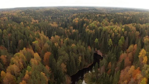 Flight across the forest and the river in the early autumn Stock Footage 117465951