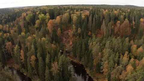Flight across the forest and the river in the early autumn Stock Footage 117544846