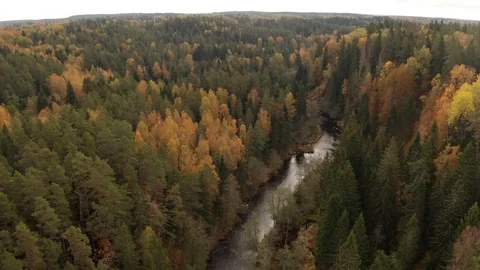 Flight across the forest and the river in the early autumn Stock Footage 117544865