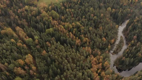 Flight across the forest and the river in the early autumn 動画素材 117544953