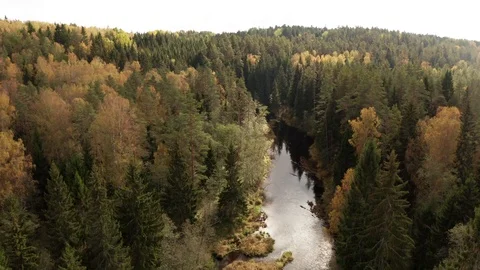 Flight across the forest and the river in the early autumn Stock Footage 117545056