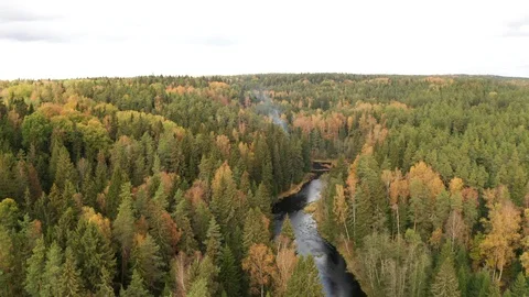 Flight across the forest and the river in the early autumn Stock Footage 118020477