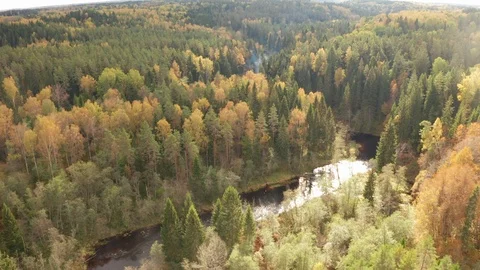 Flight across the forest and the river in the early autumn Stock Footage 118020530