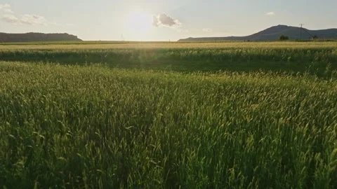 Flight across a rising field of rye grass in the late afternoon Stock Footage 255658871