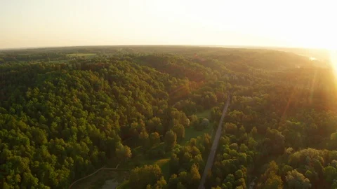 Flight across the road in the middle of the forest in the early sunny morning Stock Footage 109583119