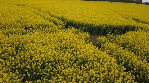 Flight across a yellow field 스톡 동영상 108692091