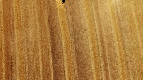 Flight aerial crop wheat rye field hay straw bales Harvest farm 4k top video Stock Footage 67312246