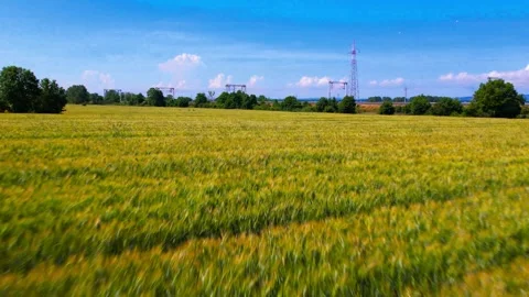 Flight aerial drone view above wheat green field Tuscany 4K Italy Stock Footage 242852048