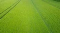 Flight aerial over fresh young green corn field with tracks 4k 4k or 4k+ Resolution