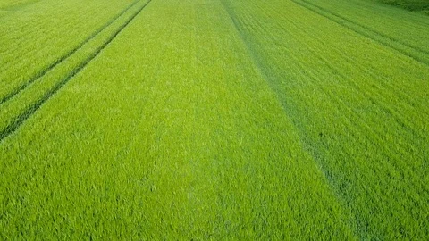 Flight aerial over fresh young green corn field with tracks 4k Stock Footage