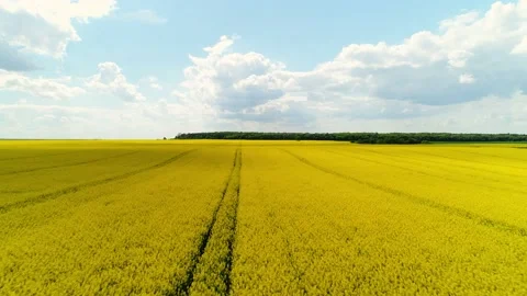 Flight along a blooming rapeseed field. Stock-Footage 201018258