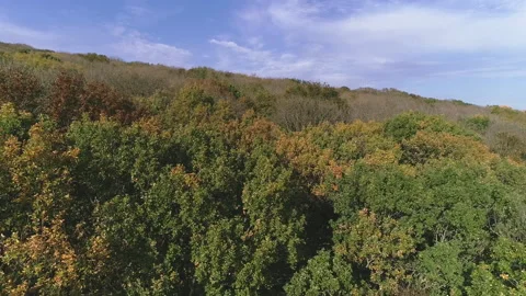 Flight along the edge of the forest on a clear day Stock Footage 153024537