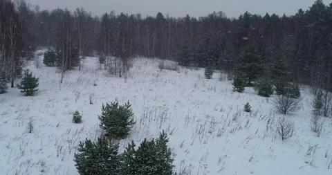 Flight along the edge of the winter forest Stock Footage 147697551