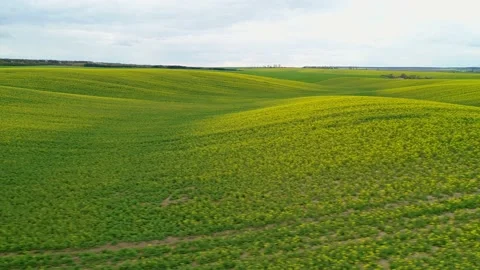 Flight along a flowering rapeseed field. Stock Footage 189240812