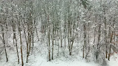 A flight along the forest Stock Footage 231261807