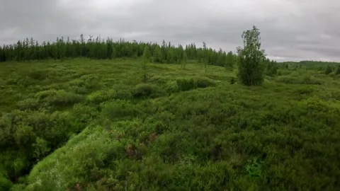 Flight along a forest stream 動画素材 285742636