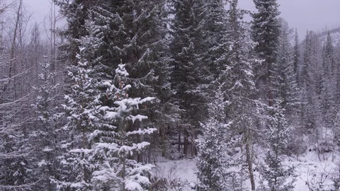 Flight along frozen tree Vídeo Stock 123767584