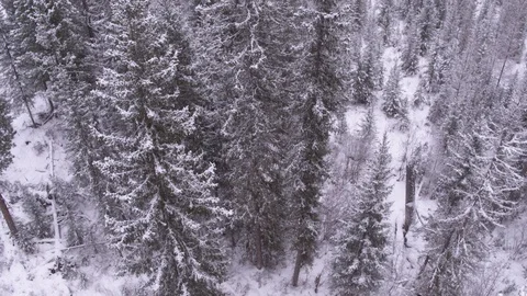 Flight along frozen tree on north Video stock 123767763