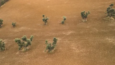 Flight along olive trees on red soil Video stock 263242271